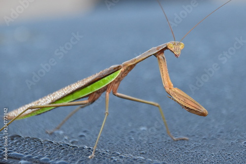 Praying Mantis in Morning Dew
