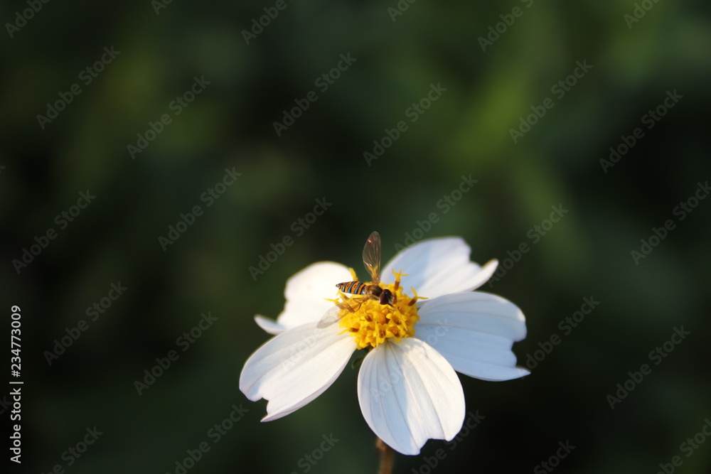 Obraz premium Avsipa en flor