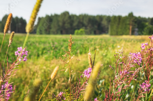 Blurred background with typical scandinavian countryside in summer  selective focus. Pink Heather flowers grow on a green field on the foreground  forest on the horizon
