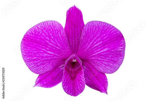 Purple phalaenopsis orchid flower isolated on white with clipping path
