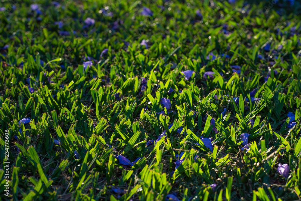 Obraz premium Cut grass with purple flowers 