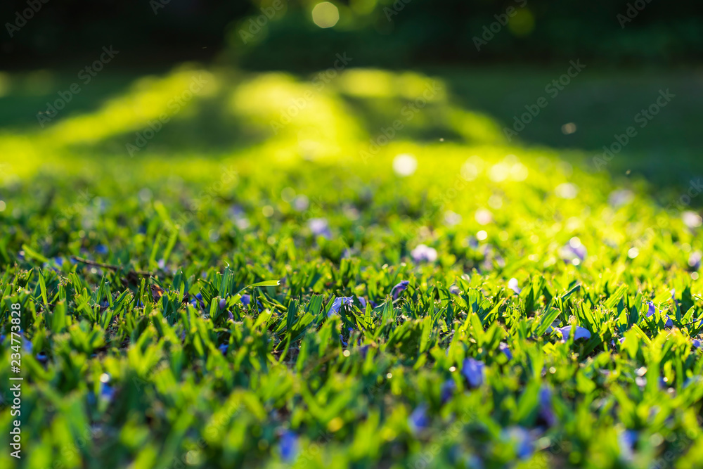 Cut grass with purple flowers Cut grass with purple flowers
