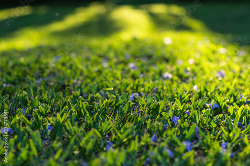  Cut grass with purple flowers 