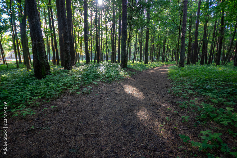 Fototapeta premium simple countryside forest road in perspective