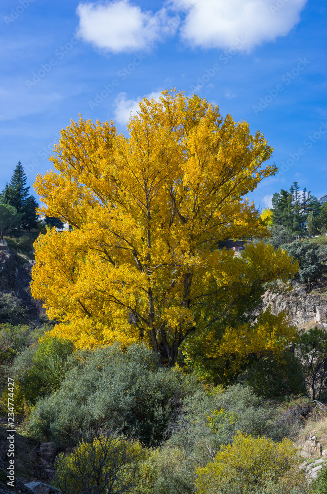 tree in autumn