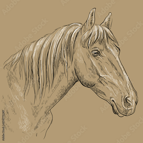 Horse portrait-17 on brown background