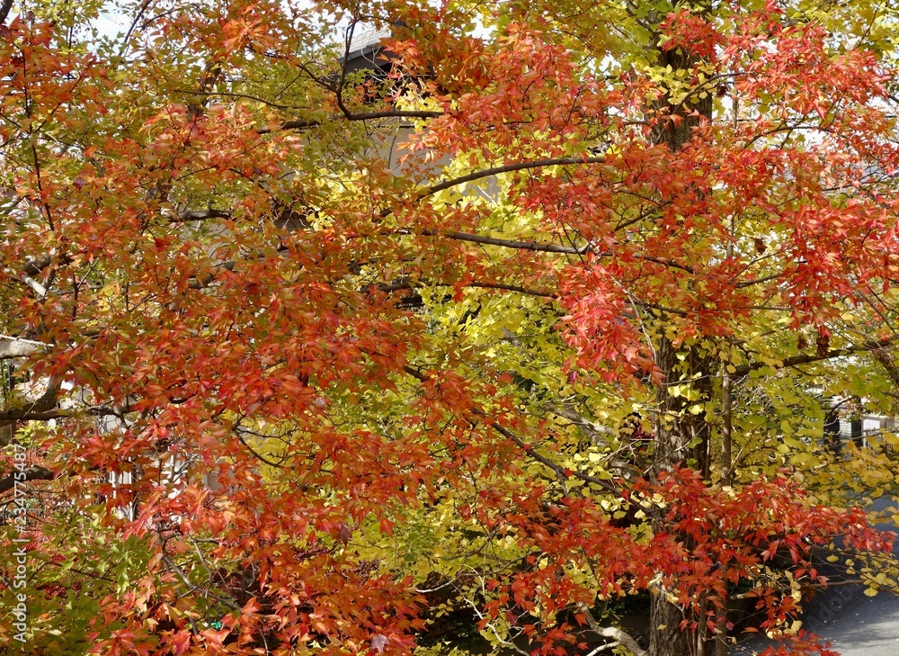 紅葉