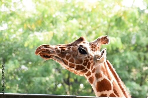 Giraffe in Zoo