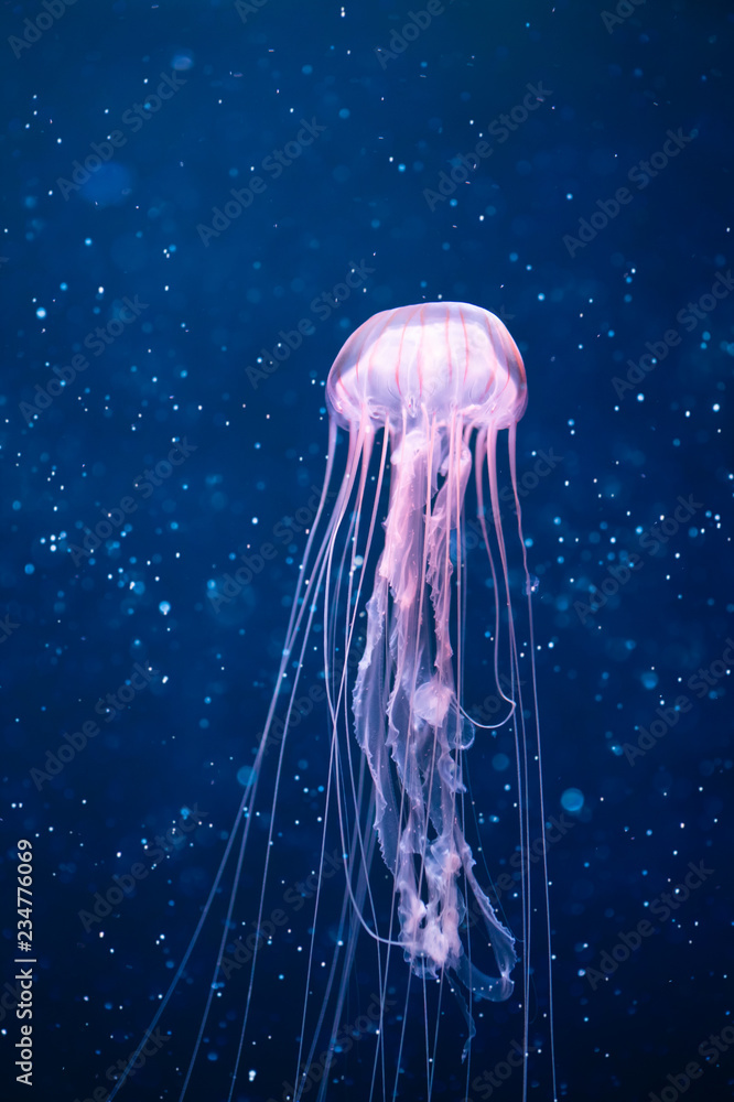 Naklejka premium świecące meduzy pod wodą z lekkimi cząsteczkami