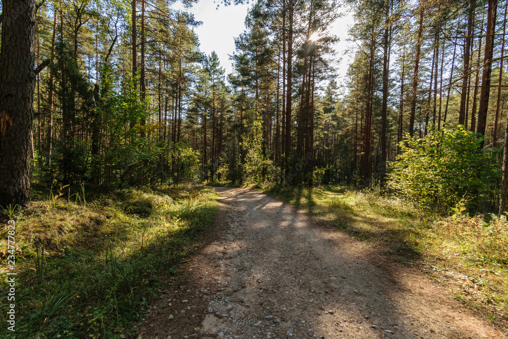 Naklejka premium simple countryside forest road in perspective