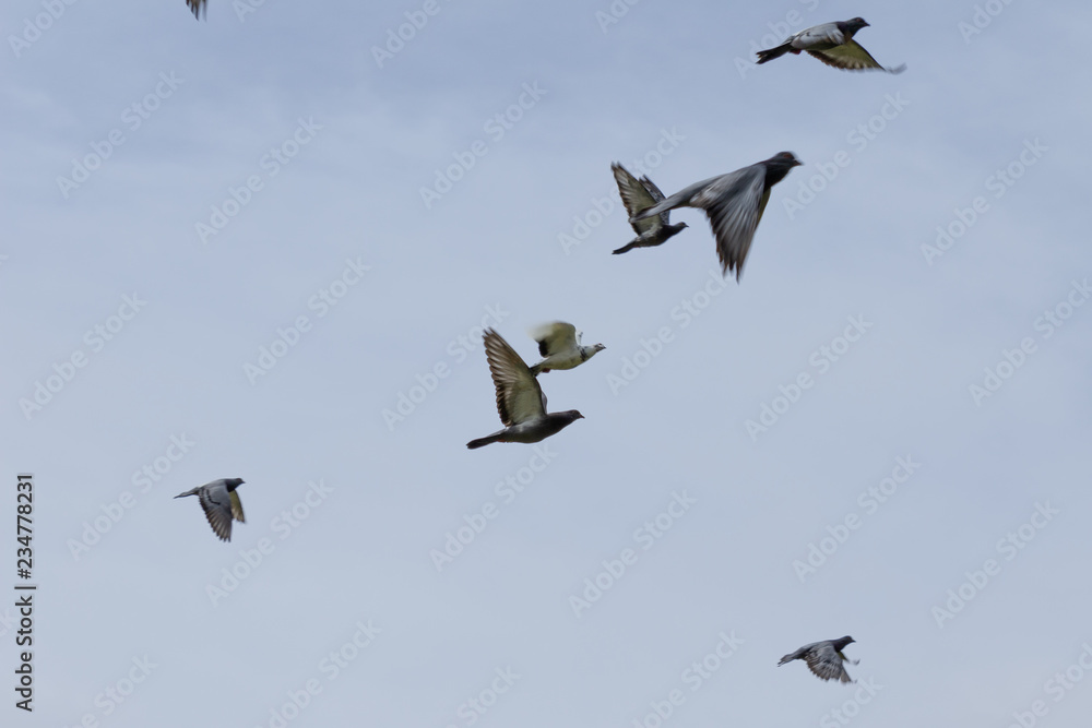doves flying in blue sky background doves flying in blue sky background