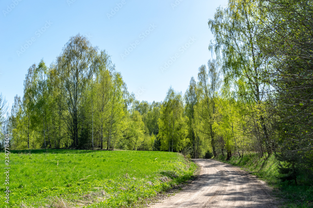 simple countryside forest road in perspective