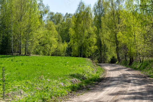 simple countryside forest road in perspective