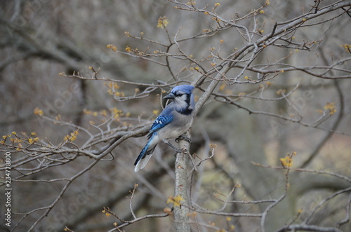 Blue Jay