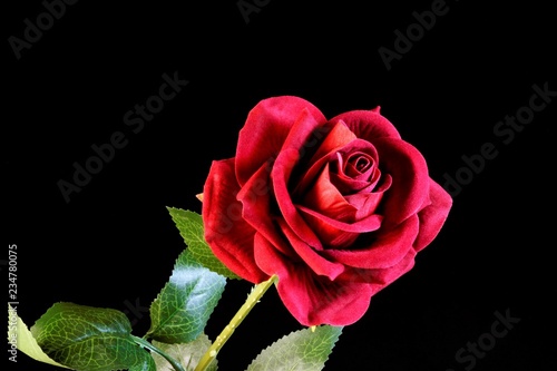 Red rose Queen of flowers on black background. Red rose is a perfect symbol of love, passionate feelings, beauty and romance.  It was used in coats of arms, heraldry and symbols of various secret unio photo