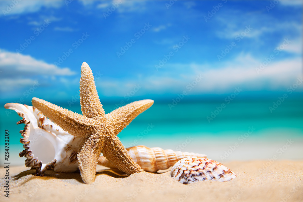 Fototapeta muszle nad morzem. wakacje na plaży. piękne letnie tło