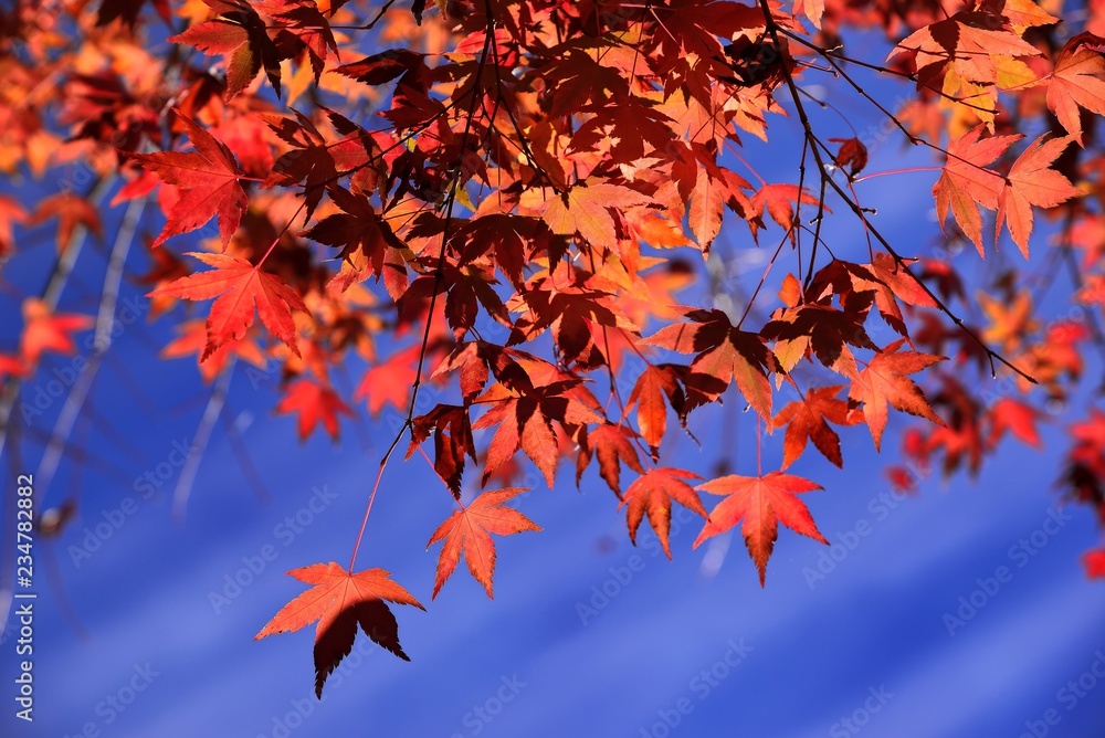Maple Leaf is Autumn background with red & yellow leaves.(Fushoushan Farm in Taichung,Taiwan) Maple Leaf is Autumn background with red & yellow leaves.(Fushoushan Farm in Taichung,Taiwan)