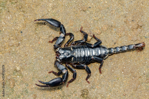 Image of emperor scorpion  Pandinus imperator  on the ground. Insect. Animal.