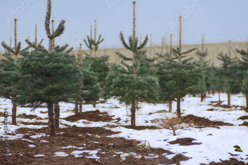 Snow Dusted Pine Tree/Christmas Tree Farm, Snow Covered Ground/Rich Brown Soil, Woods and Overcast Pale Blue Sky in Out of Focus Background, Daytime - Willamette Valley, Oregon