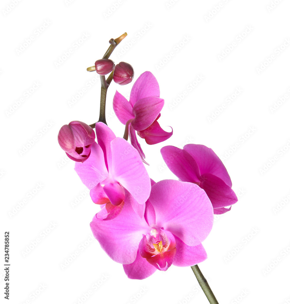 Fototapeta premium Piękny kwiat orchidei na białym tle. Tropikalna roślina