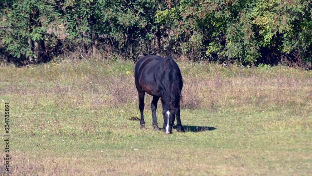 Horse grazing on green meadow near forest on sunny day Horse grazing on green meadow Horse grazing on green meadow near forest on sunny day Horse grazing on green meadow