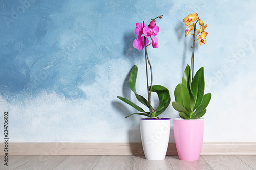 Beautiful tropical orchid flowers in pots on floor near color wall. Space for text