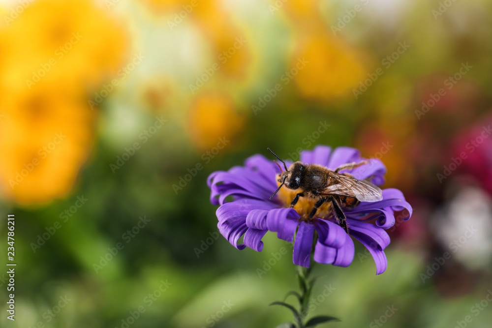 Beautiful flower with honeybee on blurred background. Space for text Beautiful flower with honeybee on blurred background. Space for text
