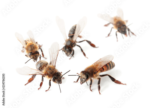 Beautiful honeybees on white background. Domesticated insects