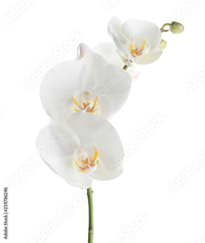 Fototapeta Naklejka Na Ścianę i Meble -  Branch with beautiful tropical orchid flowers on white background