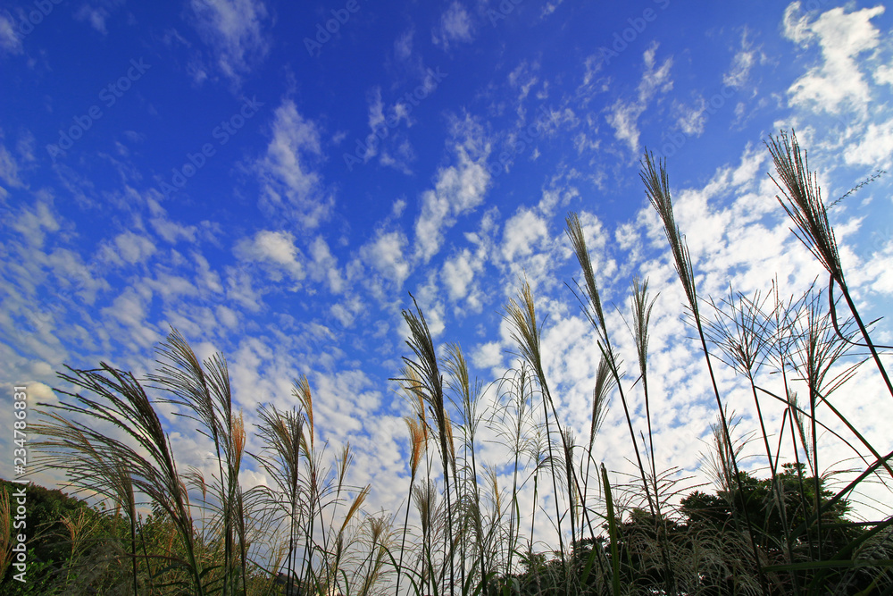 Obraz premium Autumn sky spreading Cirro-cumulus and spike of miscanthus sinensis