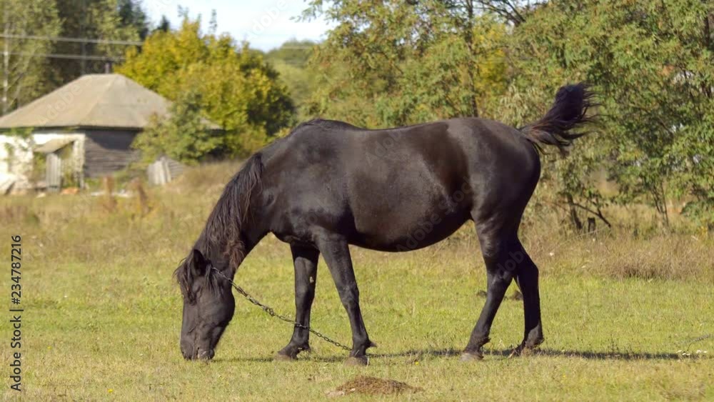 Horse grazing on green meadow near forest on sunny day Horse grazing on green meadow Horse grazing on green meadow near forest on sunny day Horse grazing on green meadow