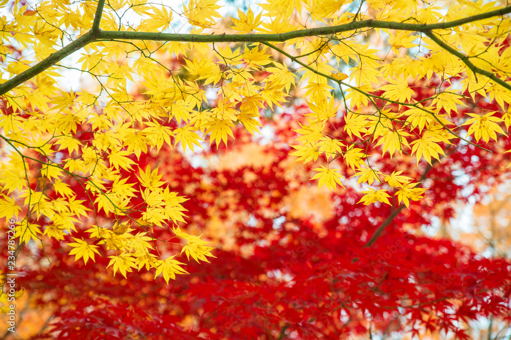 Red and Yellow maple leaves in autumn season with blue sky blurred background, taken from Japan.. Red and Yellow maple leaves in autumn season with blue sky blurred background, taken from Japan..
