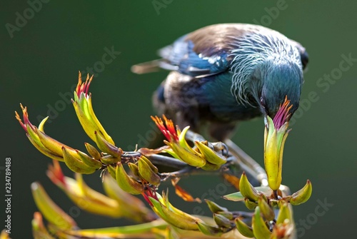 Tui Feeding