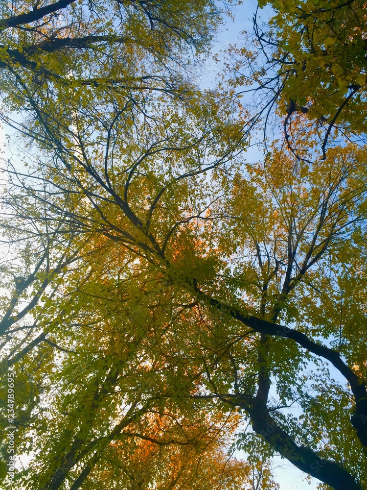 Looking Up At The Trees In The Autumn Looking Up At The Trees In The Autumn