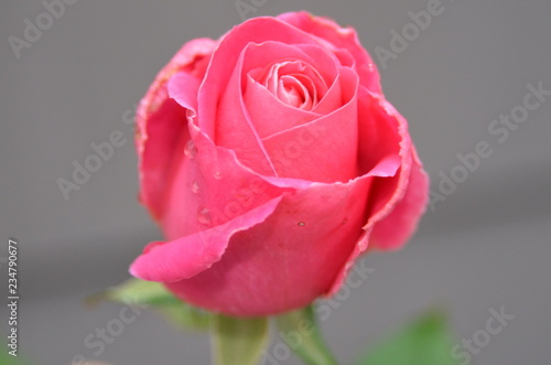 A Rose 