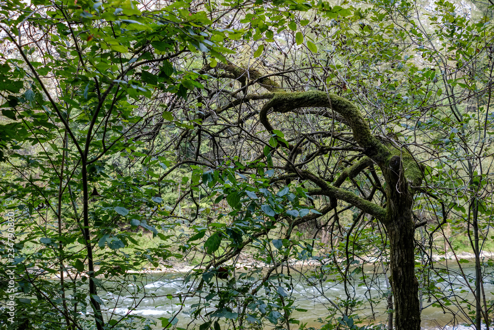 Fototapeta premium green water river behind the trees in summer