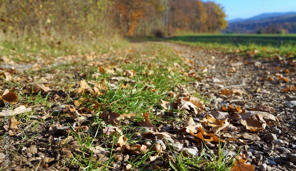 Laub Herbst Blätter Laub Herbst Blätter