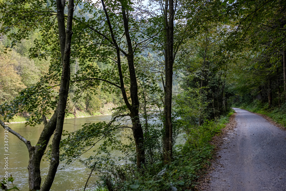 Fototapeta premium green water river behind the trees in summer