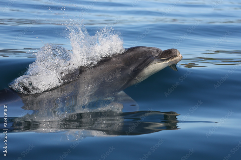 Naklejka premium Dolfin just breaking surface