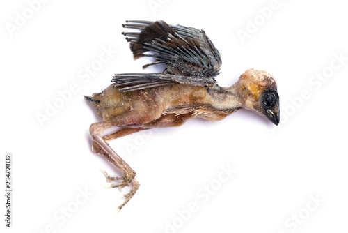 dead young bird on white background