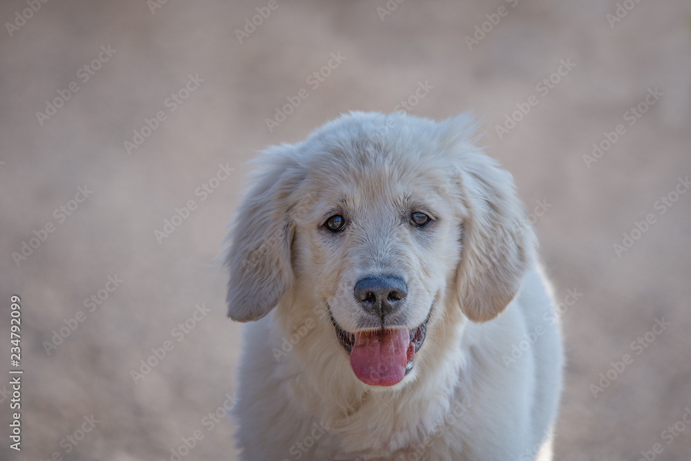 Young Golden Retriever breed dog with light fur stares into your eyes