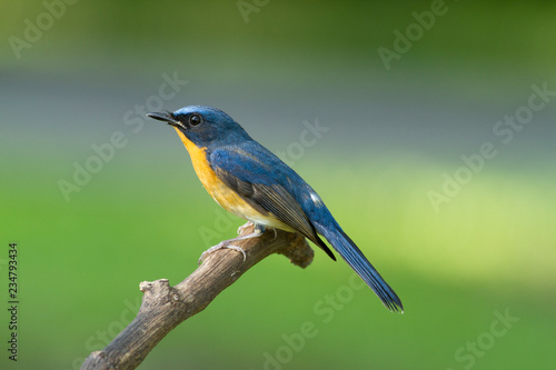 Hill blue flycatcher The hill blue flycatcher is a species of bird in the family Muscicapidae. It is found in southern China and Southeast Asia
