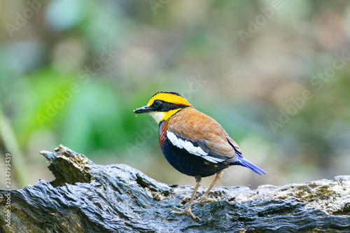 Banded pitta  (Hydrornis , guajana) spp., are a group of birds in the Pittidae family that were formerly lumped as a single species, the banded pitta. They are found in forest in Thai-Malay Peninsula. © Supaluk
