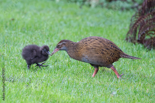 New Zealand Weka Feeding Chicks