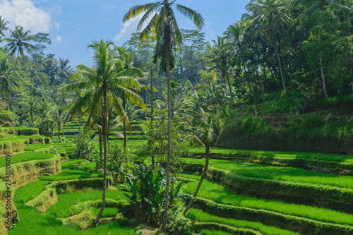 Tegalalang rice terraces, sunny day and green jungles in Ubud, Bali