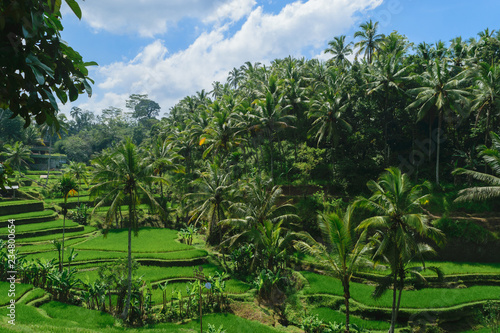 Tegalalang rice terraces, sunny day and green jungles in Ubud, Bali