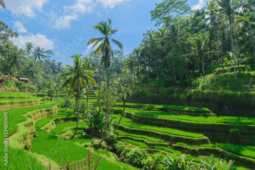 Tegalalang rice terraces, sunny day and green jungles in Ubud, Bali