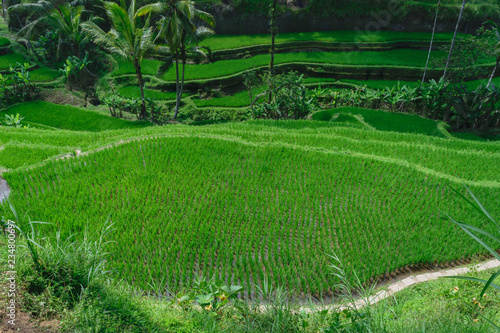 Top view of rice terraces with young growing green rice in Bali