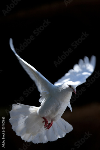 White Dove in Flight 2