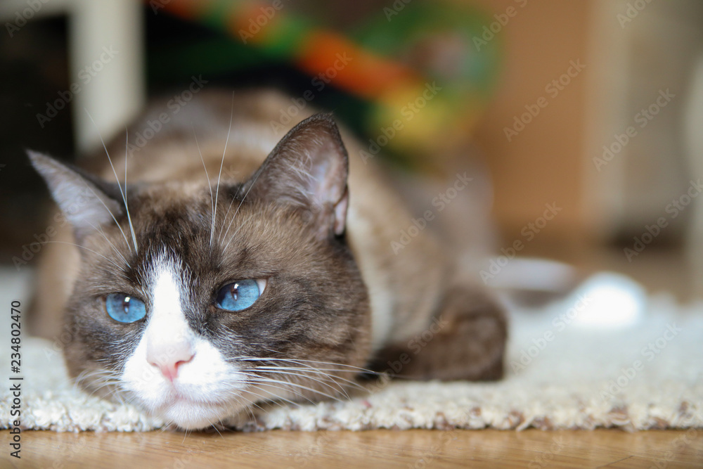 Naklejka premium Domestic snowshoe cat